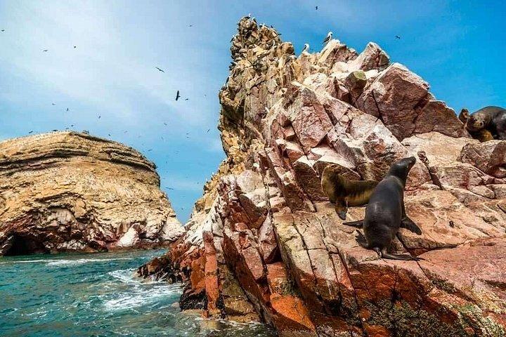Ica Paracas full day | From Lima |