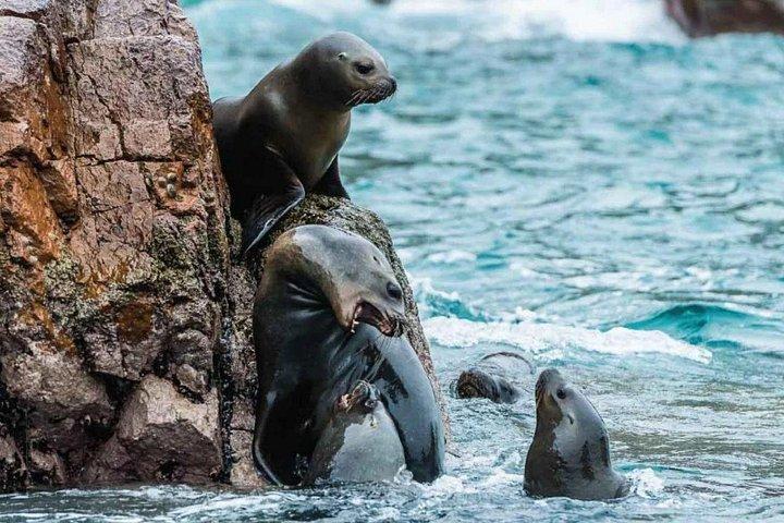 Ica Paracas full day | From Lima |