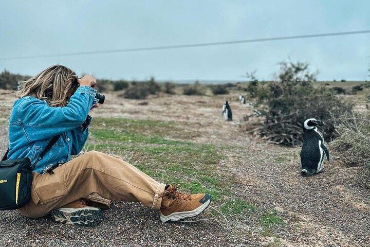 Fulddagstur til Penguin Colony i Punta Tombo + Gaiman fra Madryn