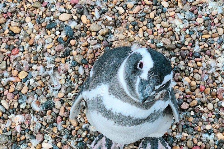 プンタトンボのペンギンコロニー1日ツアー＋マドリンからのガイマン
