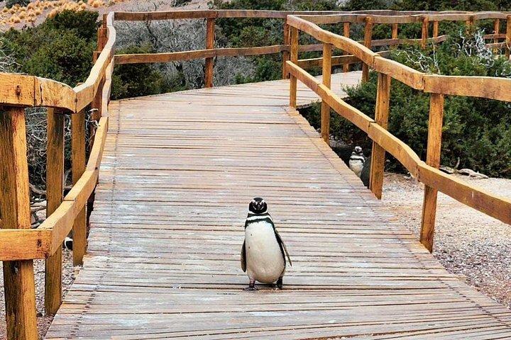 プンタトンボのペンギンコロニー1日ツアー＋マドリンからのガイマン