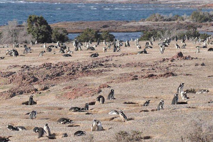 プンタトンボのペンギンコロニー1日ツアー＋マドリンからのガイマン