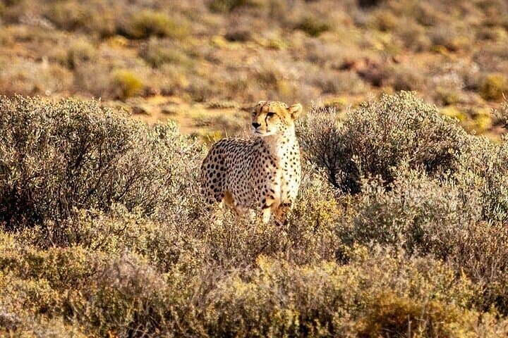 Big Five Full Day Safari at Aquila Game Reserve Cape Town