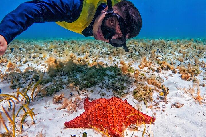 Visite guidée des récifs de Cozumel à El Cielo, Palancar et Columbia