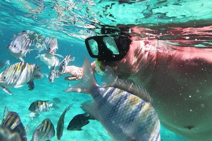 Visite guidée des récifs de Cozumel à El Cielo, Palancar et Columbia