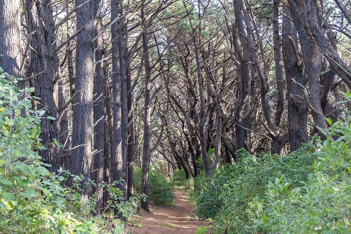 Lord of The Rings Volledige dag locaties tour incl Weta & aandenken