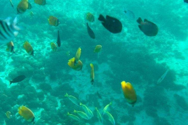 ムネンバ島への半日プライベート イルカとシュノーケリング ツアー