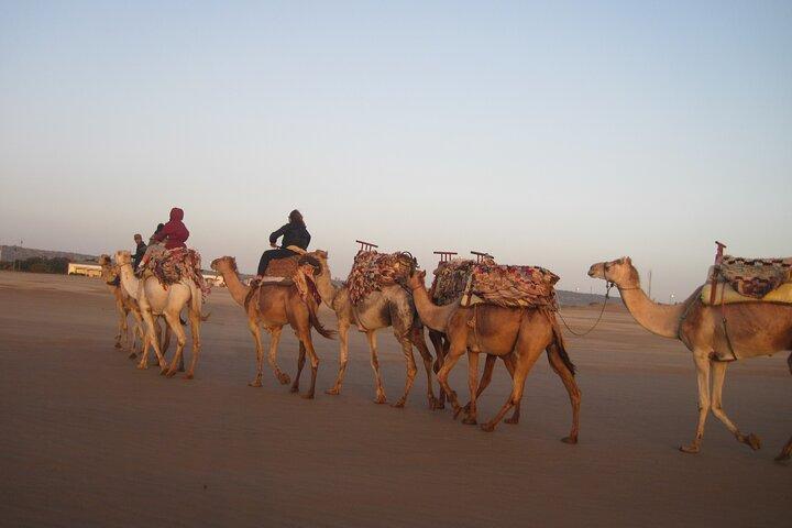 2 timmars dromedartur i Essaouira Marocko