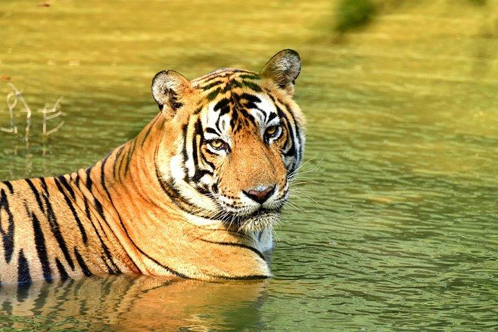 From Delhi: 4 Day Golden Triangle and Tiger Safari Private Tour