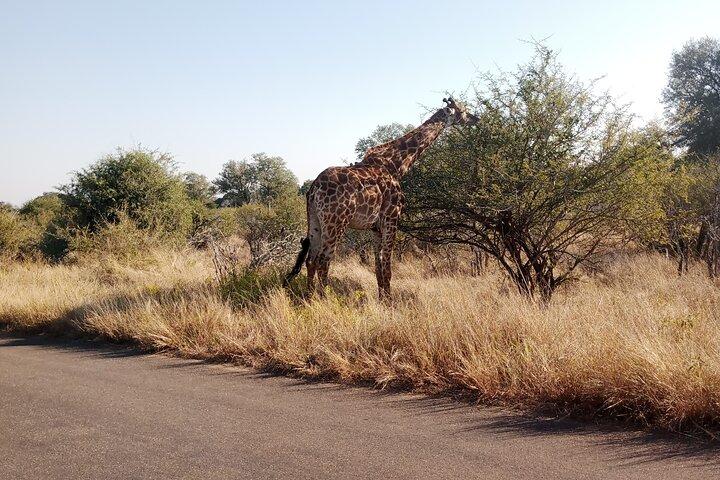 Safari al Kruger Park da Maputo