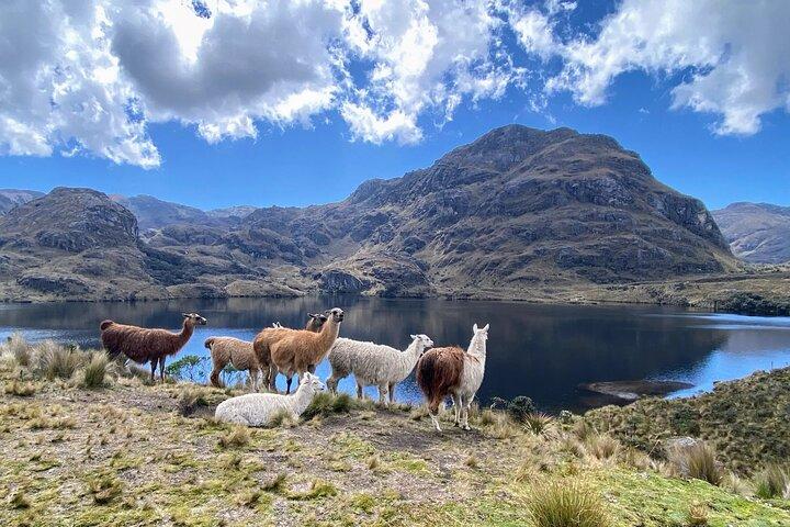Cajas National Park Lille-gruppe tur fra Cuenca