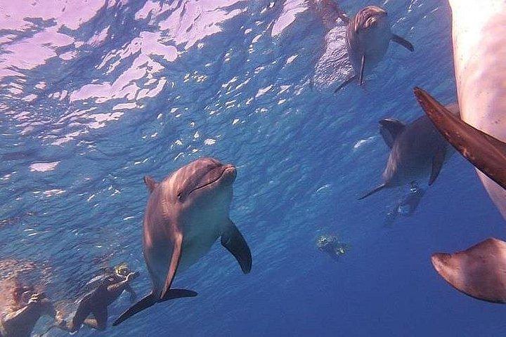 Dolphin trip with private speedboat and snorkeling