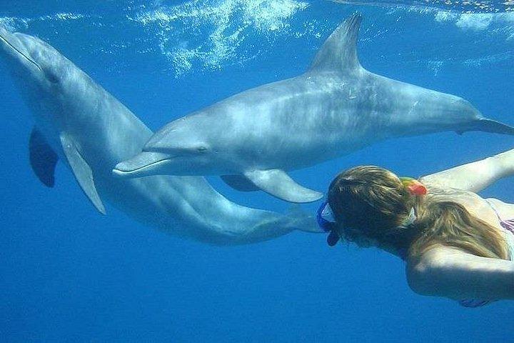Dolphin trip with private speedboat and snorkeling