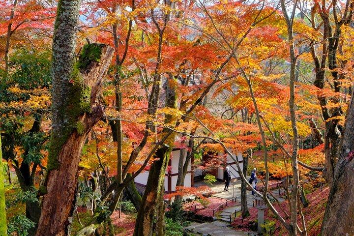 Kyoto Arashiyama: Efterår Foliage Walking Tour[redigér wikikode]