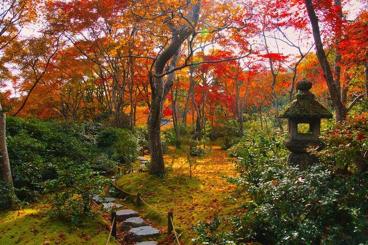 Kyoto Arashiyama: Efterår Foliage Walking Tour[redigér wikikode]