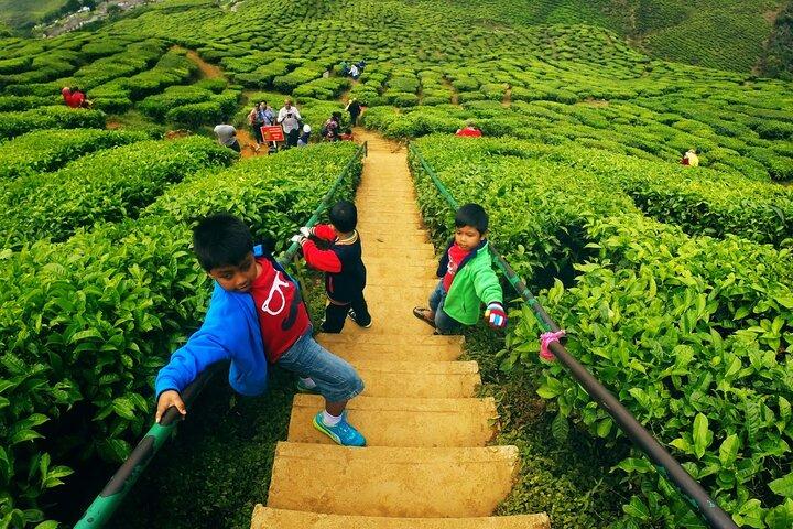 Viaggio naturalistico privato alle Cameron Highlands da Kuala Lumpur