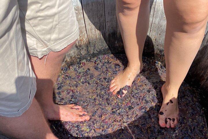 Experiencia de pisado de uvas y cata de vinos.