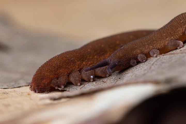 Explore a Rainforest teeming with Wildlife at Night!