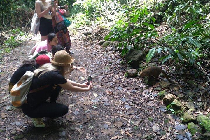 Río: Excursión de medio día en jeep por el Bosque de Tijuca