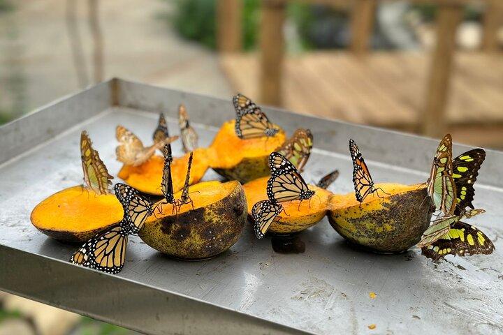 Hoteller i nærheden af Puerto Plata City Tour with Butterfly Garden