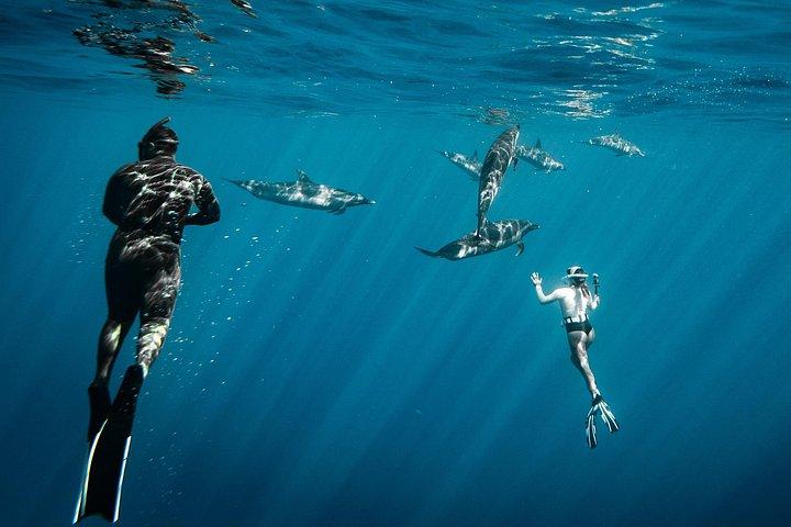 Swim with Dolphins Catamaran with Waterslide & Lunch on Oahu
