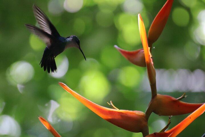 Visite guidée du parc Manuel Antonio avec billet inclus