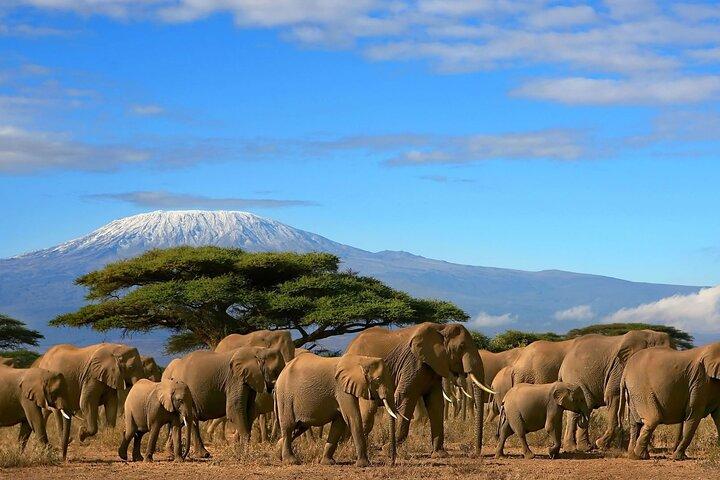 3 Tage 2 Nächte Amboseli Nationalpark Tour