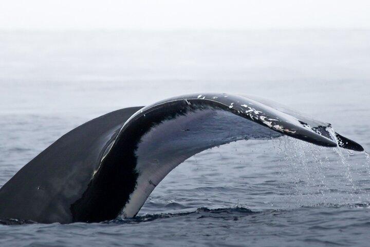 Observar y nadar con ballenas jorobadas en Moorea
