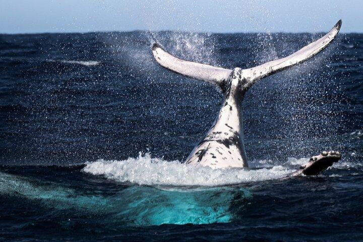 Observar y nadar con ballenas jorobadas en Moorea
