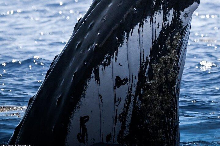Observar y nadar con ballenas jorobadas en Moorea