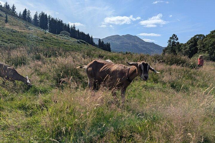 Crociera in piroscafo, dimostrazione di cani da pastore, passeggiata di foraggiamento, sentiero Trossachs