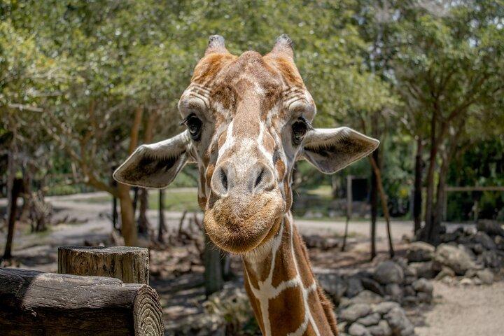 Ingresso generale allo zoo di Brevard