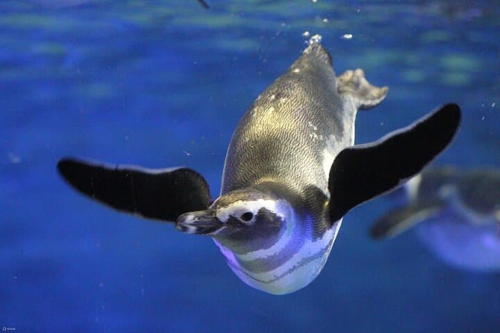 Tokyo Sumida Aquarium E-Ticket with Optional Tokyo Metro Pass