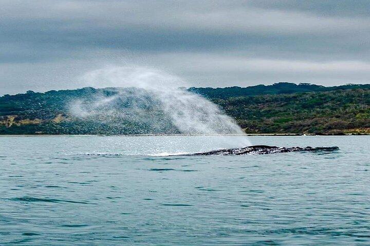 Tour snorkeling y ballenas - Parque Nacional Machalilla