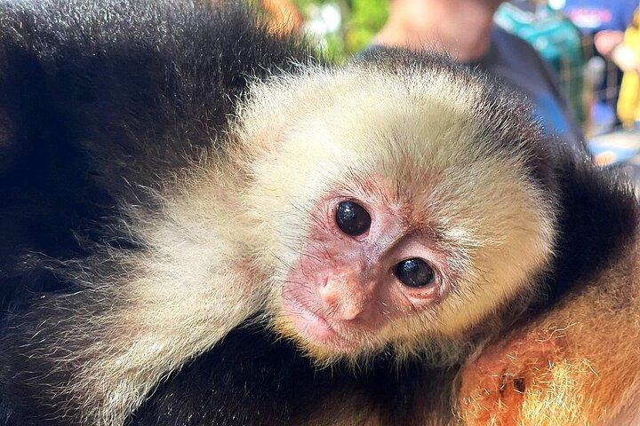 Sloth and Monkey Sanctuary Excursion i Roatan