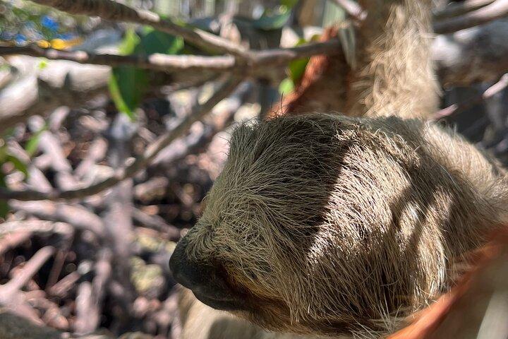 Sloth and Monkey Sanctuary Excursion i Roatan