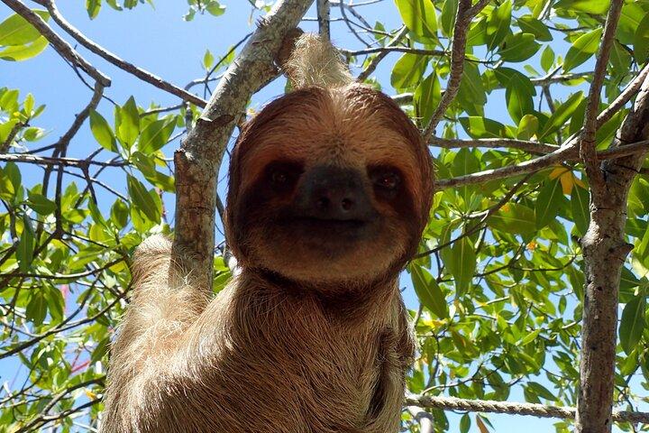 Sloth and Monkey Sanctuary Excursion i Roatan