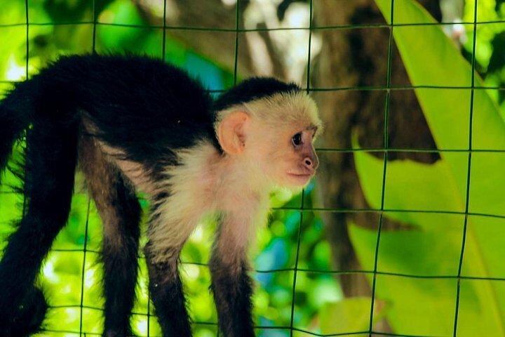 ロアタン島のナマケモノとサルの保護区への遠足