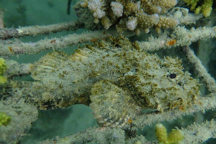 オークランドでのガイド付きシュノーケリングと島探検