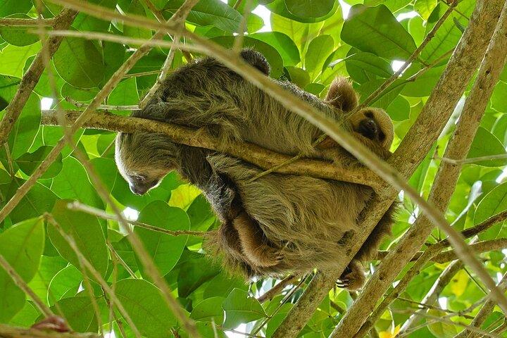 Puerto Viejo Sloth Tour na selva e no rio com caiaque
