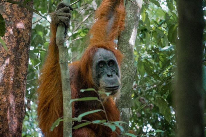 Trekking nella giungla etico di 2 giorni a Sumatra