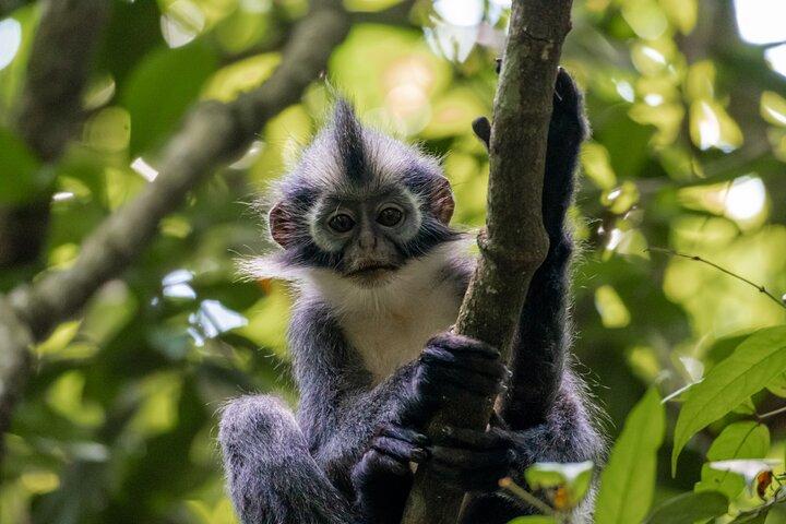 2-Daagse Ethische Jungle Trek in Sumatra
