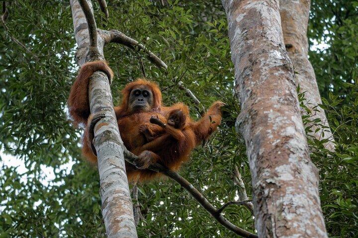 2-Daagse Ethische Jungle Trek in Sumatra