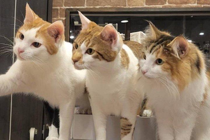 谷中のキャットカフェ＆バープライベートツアー