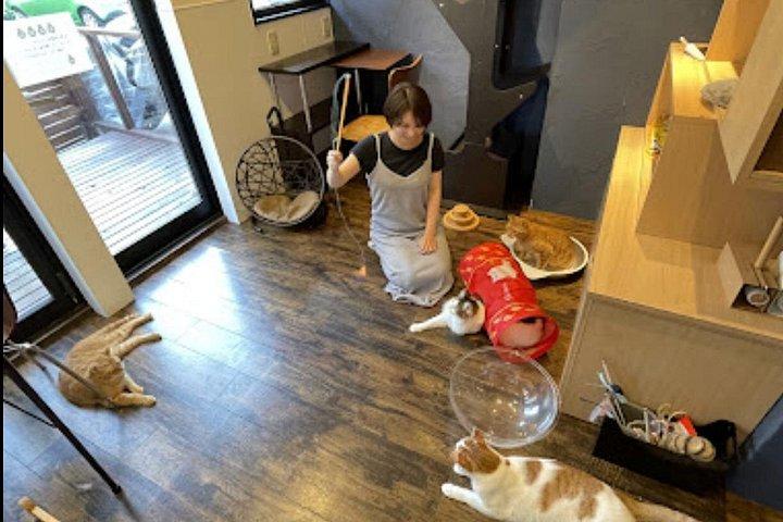 谷中のキャットカフェ&バープライベートツアー