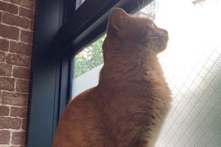 谷中のキャットカフェ&バープライベートツアー