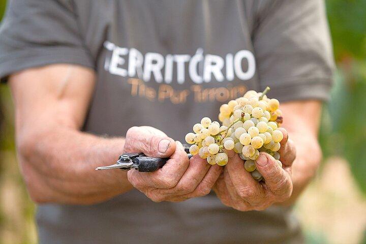 Vinho Verde-ervaring met 2 wijnhuizen en lunch