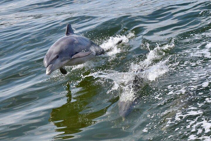 St Augustine Dolphin Watch och Historical Harbor Tour
