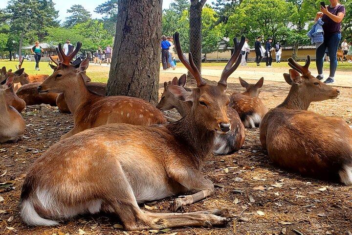 Nara wandeltocht : Deer Park, Todaiji, Kasuga & Nigatsudo