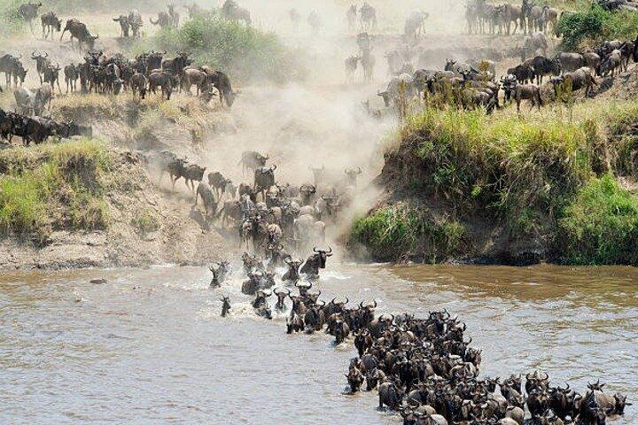 Safari guiado de 5 días por el circuito norte de Tanzania